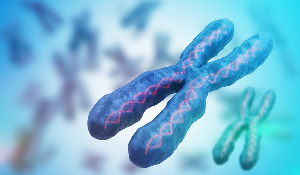 La séquence génétique complète d'un chromosome X