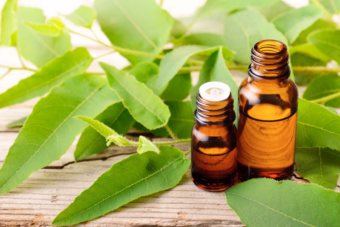 huile essentielle Eucalyptus citronné contre infection urinaire