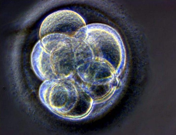 blastocitos embrión