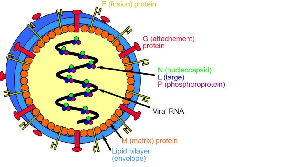Le Nouveau Virus Langya D couvert En Chine A Infect 35 Personnes Il 
