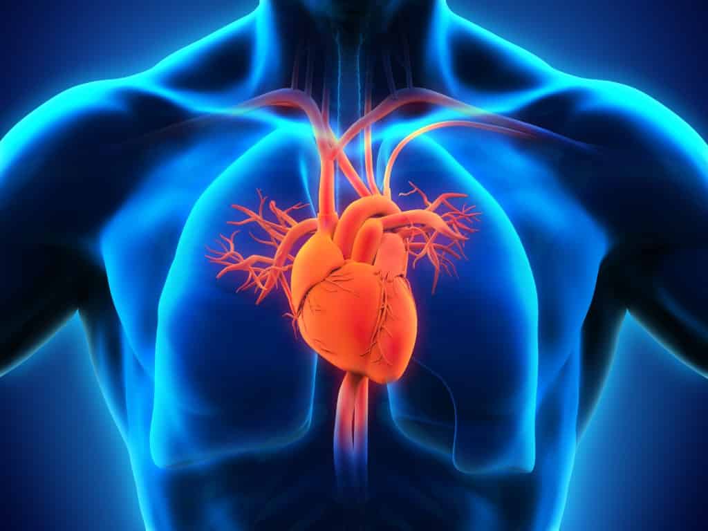 Vue en 3D du cœur dans le corps