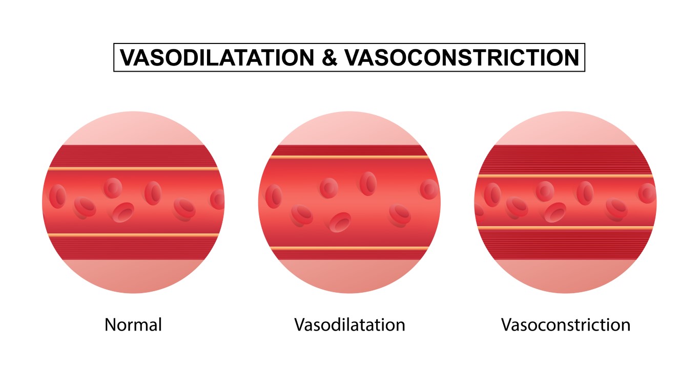 La vasodilatation et la vasoconstriction